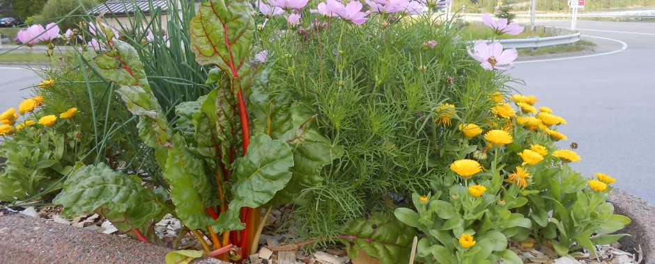 Aménagement paysager comestible – St-Fulgence