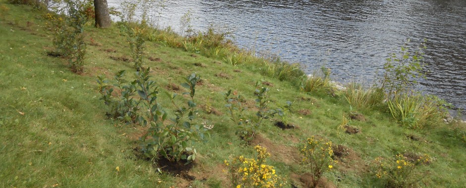 Revégétalisation des bandes riveraines