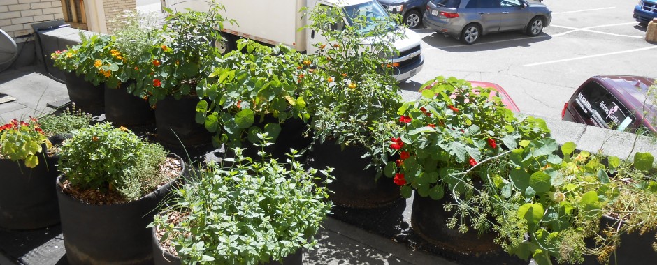 Jardin installé sur le toit de l&rsquo;Hôtel Chicoutimi