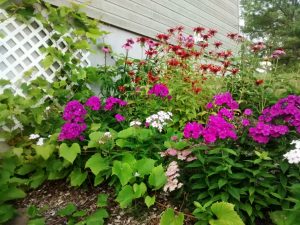 st-Rose_platebande comestible