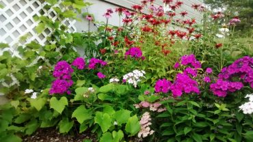 st-Rose_platebande comestible